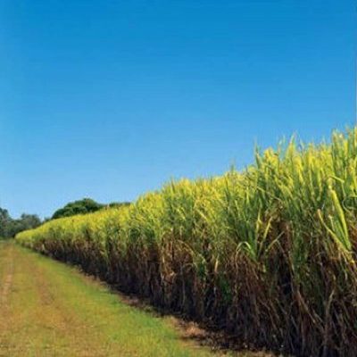 What is absolute alcohol?